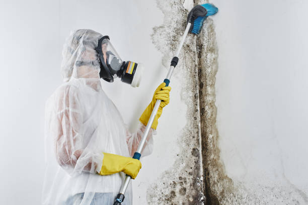 Best Fast Mold Removal  in Harvard, IL