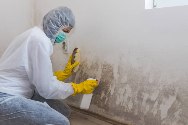 Best Water Damage Restoration  in Harvard, IL