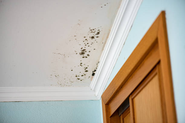 Best Mold Damage Repair  in Harvard, IL
