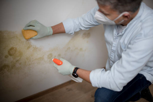 Best Commercial Mold Removal  in Harvard, IL