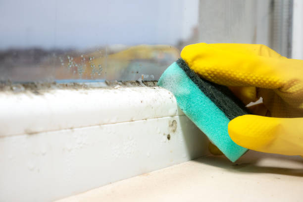 Best Mold Removal Company Near Me  in Harvard, IL
