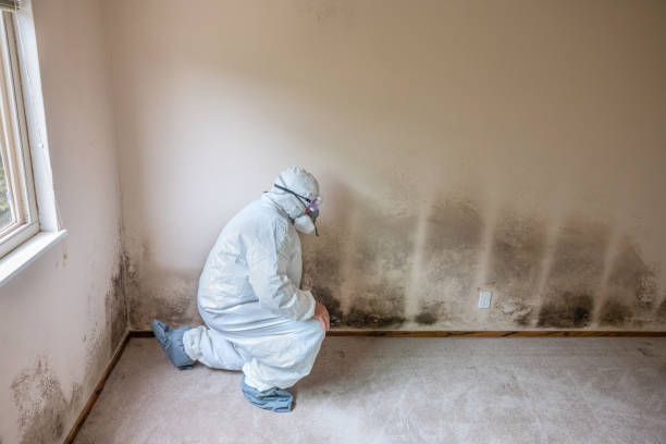 Trusted Harvard, IL Mold Removal Experts