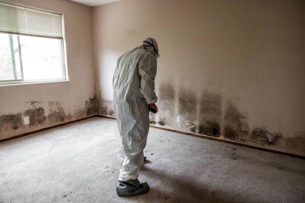 Home Mold Removal in Harvard, IL