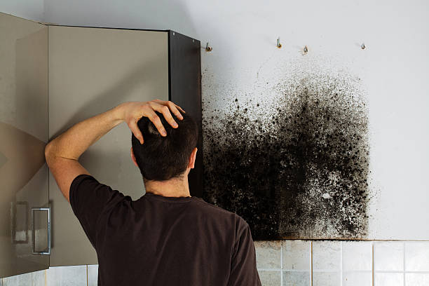 Best Home Mold Removal  in Harvard, IL