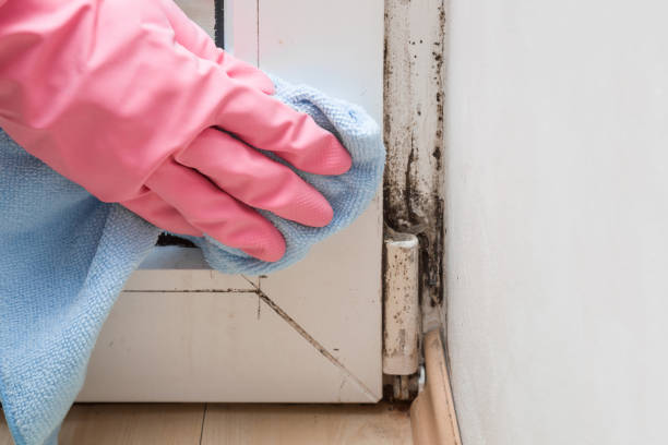 Best Mold Cleaning Services  in Harvard, IL